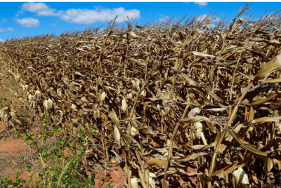 Imagem da notícia Em meio à crise hídrica, região norte registra melhor produtividade na produção de milho em MS